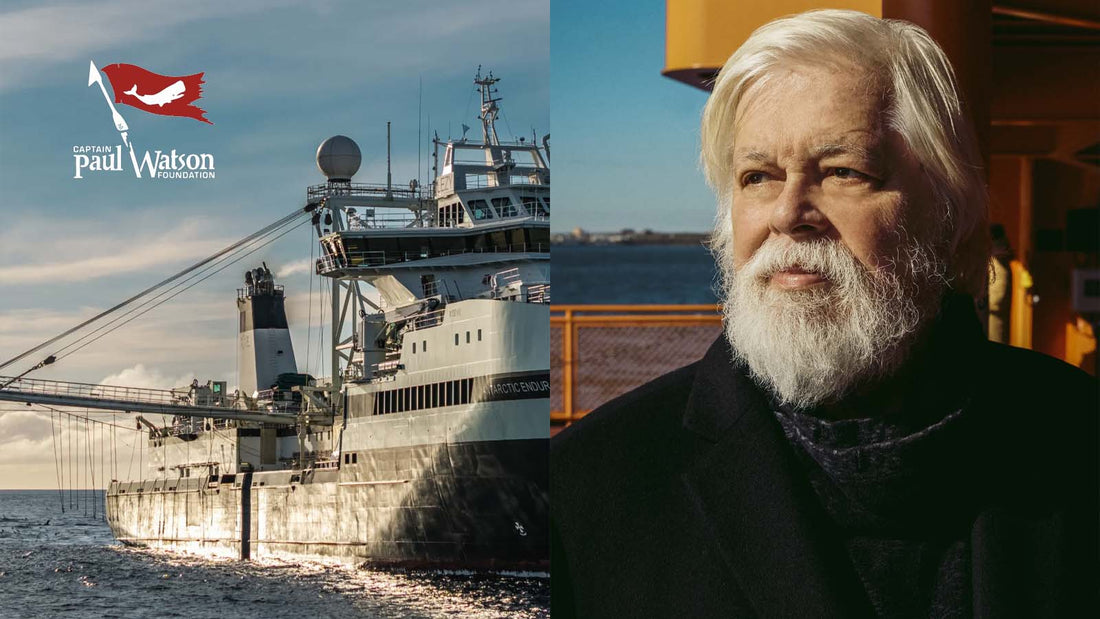 A Conversation with Paul Watson + Supporting the Future of Our Oceans