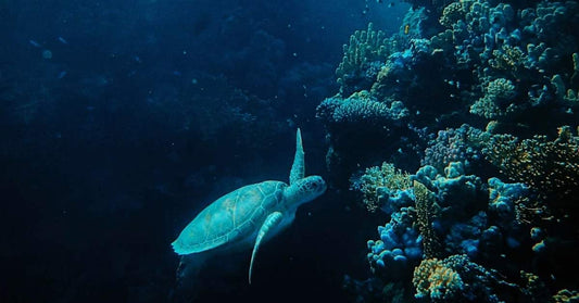Sea turtle swimming beside a coral reef wall in deep blue water