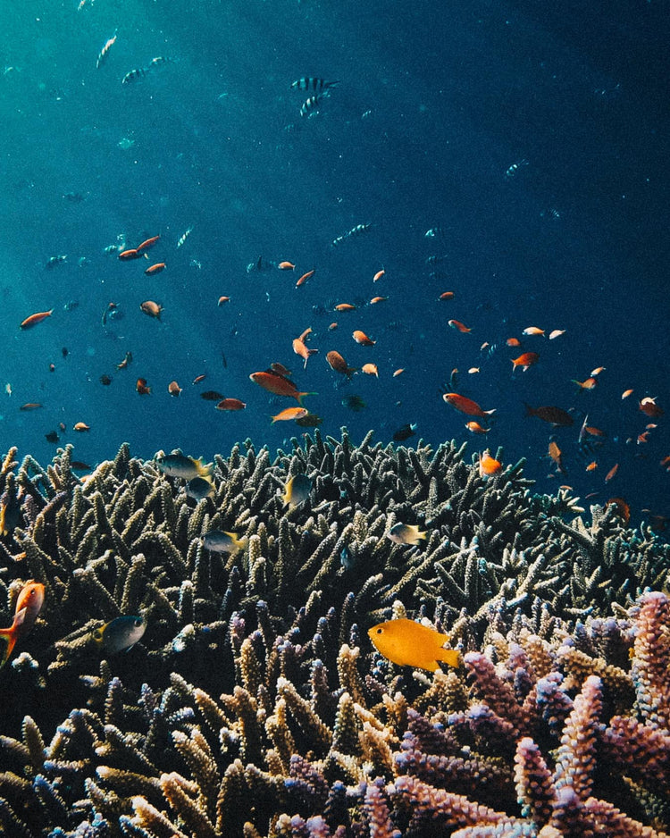 Reef and fish