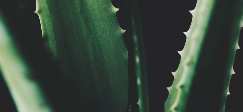 Aloe vera oil