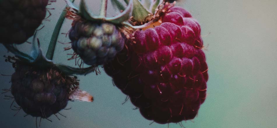 Red raspberry seed oil