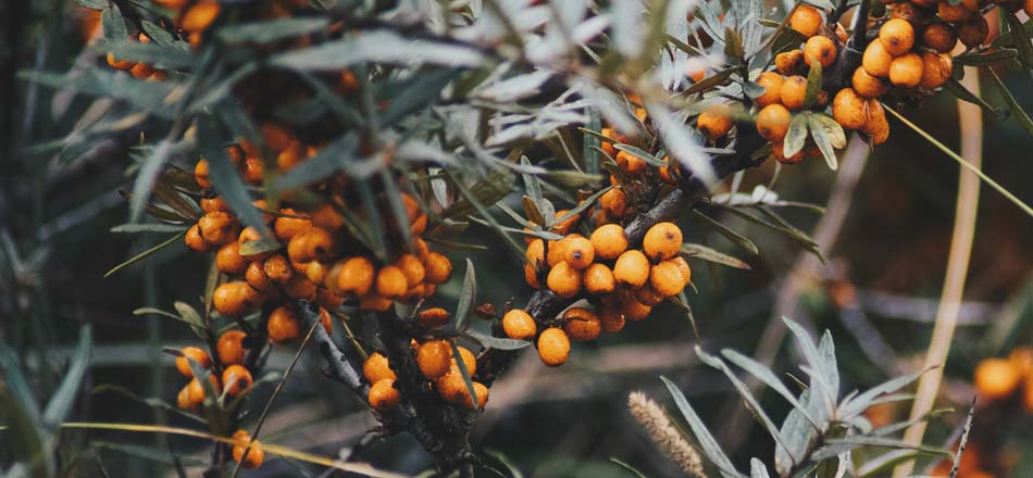 Seabuckthorn berry oil